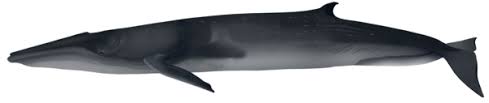 Image result for Balaenoptera omurai