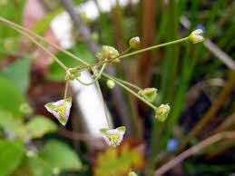 Attēlu rezultāti vaicājumam “Alisma plantago-aquatica flower”