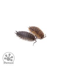 Attēlu rezultāti vaicājumam “Porcellio scaber”