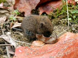 Attēlu rezultāti vaicājumam “Microtus agrestis”