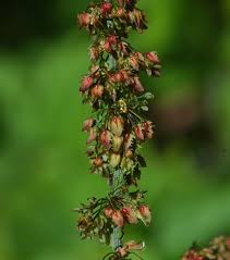 Attēlu rezultāti vaicājumam “Rumex obtusifolius flower”