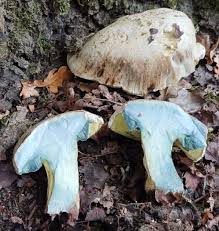 Attēlu rezultāti vaicājumam “Collaria rubens spores”