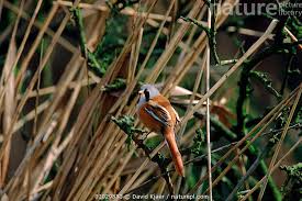 Attēlu rezultāti vaicājumam “Panurus biarmicus male”