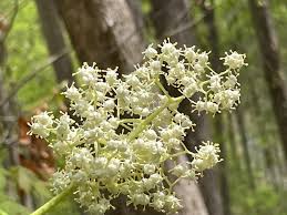 Attēlu rezultāti vaicājumam “Sambucus racemosa flower”