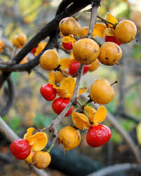 Attēlu rezultāti vaicājumam “Celastrus flagellaris”