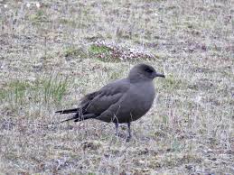 Attēlu rezultāti vaicājumam “Stercorarius parasiticus adult”