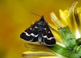 Attēlu rezultāti vaicājumam “Pyrausta cingulata”