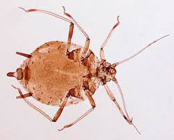 Attēlu rezultāti vaicājumam “Aphis fabae”