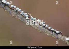 Attēlu rezultāti vaicājumam “Didymium melanospermum spores”