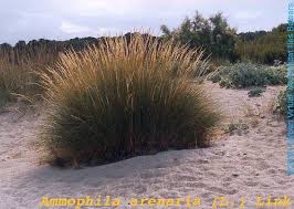 Attēlu rezultāti vaicājumam “Ammophila arenaria”