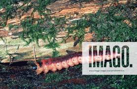 Attēlu rezultāti vaicājumam “Cossus cossus imago”