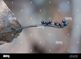 Attēlu rezultāti vaicājumam “Lamproderma echinosporum macro”