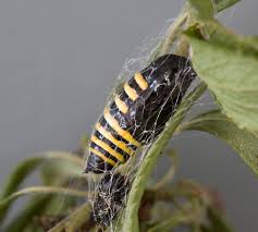 Attēlu rezultāti vaicājumam “Abraxas grossulariata larva”