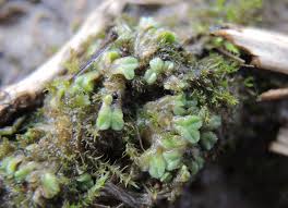 Attēlu rezultāti vaicājumam “Rhynchostegiella tenella macro”