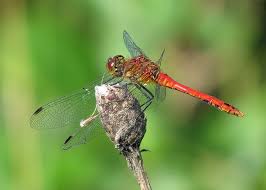Attēlu rezultāti vaicājumam “Sympetrum sanguineum”
