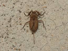 Attēlu rezultāti vaicājumam “Nepa cinerea”