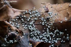 Attēlu rezultāti vaicājumam “Lasiosphaeria ovina”