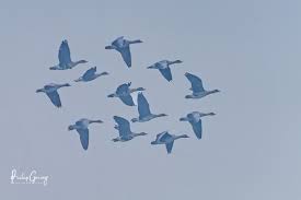 Attēlu rezultāti vaicājumam “Anser albifrons adult”