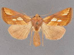 Attēlu rezultāti vaicājumam “Plusia festucae”