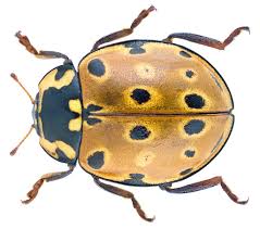 Attēlu rezultāti vaicājumam “Anatis ocellata”