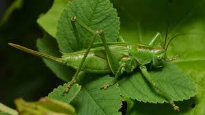 Attēlu rezultāti vaicājumam “Tettigoniodea”