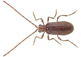 Attēlu rezultāti vaicājumam “Ptinus sp.”