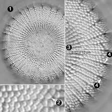 Attēlu rezultāti vaicājumam “Diderma radiatum sessile”