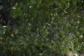 Attēlu rezultāti vaicājumam “Melampyrum nemorosum leaf”