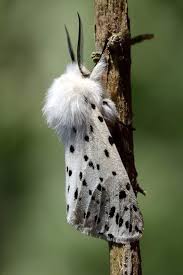 Attēlu rezultāti vaicājumam “Spilosoma lubricipeda”