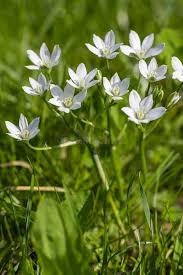 Attēlu rezultāti vaicājumam “Ornithogalum umbellatum flower”