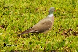 Attēlu rezultāti vaicājumam “Columba palumbus adult”