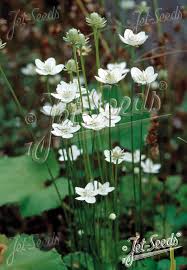 Attēlu rezultāti vaicājumam “Parnassia palustris leaf”
