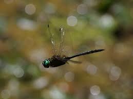 Attēlu rezultāti vaicājumam “Somatochlora flavomaculata”