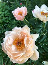 Attēlu rezultāti vaicājumam “Paeonia lactiflora”