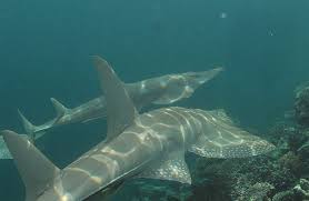 Image result for Rhynchobatus australiae