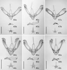 Attēlu rezultāti vaicājumam “Nola sp.”