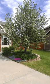 Attēlu rezultāti vaicājumam “Sorbus intermedia”