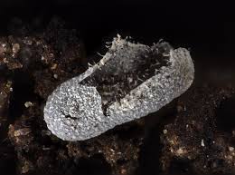 Attēlu rezultāti vaicājumam “Badhamia affinis sessile”