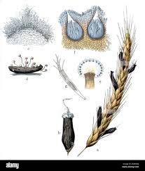 Attēlu rezultāti vaicājumam “Claviceps purpurea”