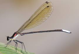 Attēlu rezultāti vaicājumam “Calopterygidae”