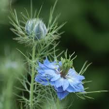 Image result for Nigella damascena