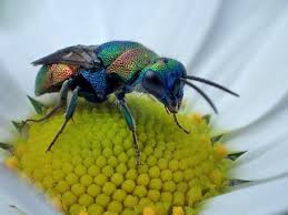 Attēlu rezultāti vaicājumam “Collaria sp.”