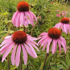 Image result for Echinacea pallida
