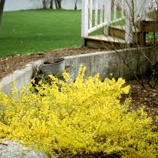 Attēlu rezultāti vaicājumam “Forsythia”