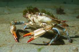 Image result for Callinectes sapidus