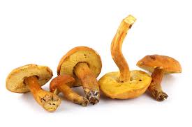 Attēlu rezultāti vaicājumam “Xerocomus subtomentosus”