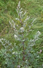 Image result for Artemisia caudata