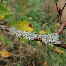 Attēlu rezultāti vaicājumam “Physcia adscendens”