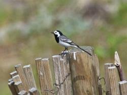 Attēlu rezultāti vaicājumam “Motacilla alba adult”