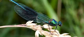 Attēlu rezultāti vaicājumam “Calopteryx splendens”